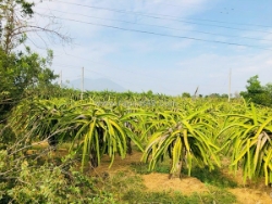 Bán 796m2 vườn thanh long tân hải, lagi giảm 50% còn 500 triệu chính chủ