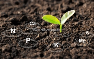 Bí mật phía sau sức mạnh của phân bón hữu cơ sinh học dưới lòng đất