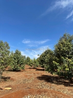 Cần bán đất rẫy 2,9ha – cà phê, sầu riêng kinh doanh ổn định – đường bê tông