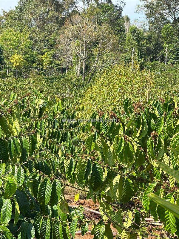 Cần bán đất rẫy 2,9ha  – cà phê, sầu riêng kinh doanh ổn định – đường bê tông
