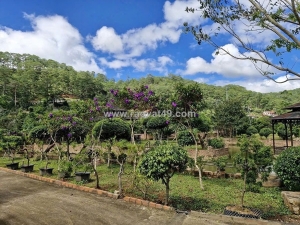 Cần bán lô đất rộng 4100m2 đường mimoza, đà lạt