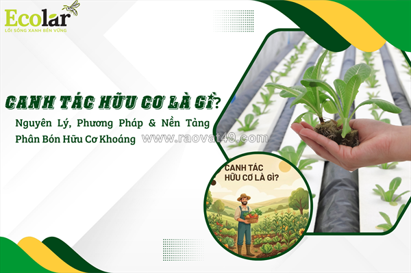 Canh tác hữu cơ: thiết lập sự cân bằng sinh thái và nền tảng nông nghiệp an toàn