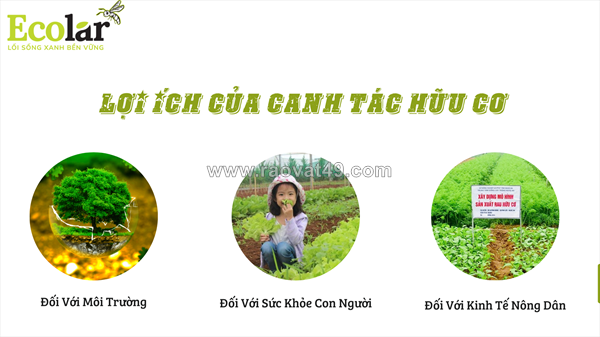 Canh tác hữu cơ: thiết lập sự cân bằng sinh thái và nền tảng nông nghiệp an toàn