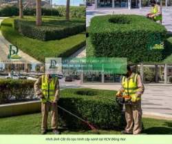 Cắt tỉa cây xanh đồng nai đúng tiêu chuẩn, an toàn