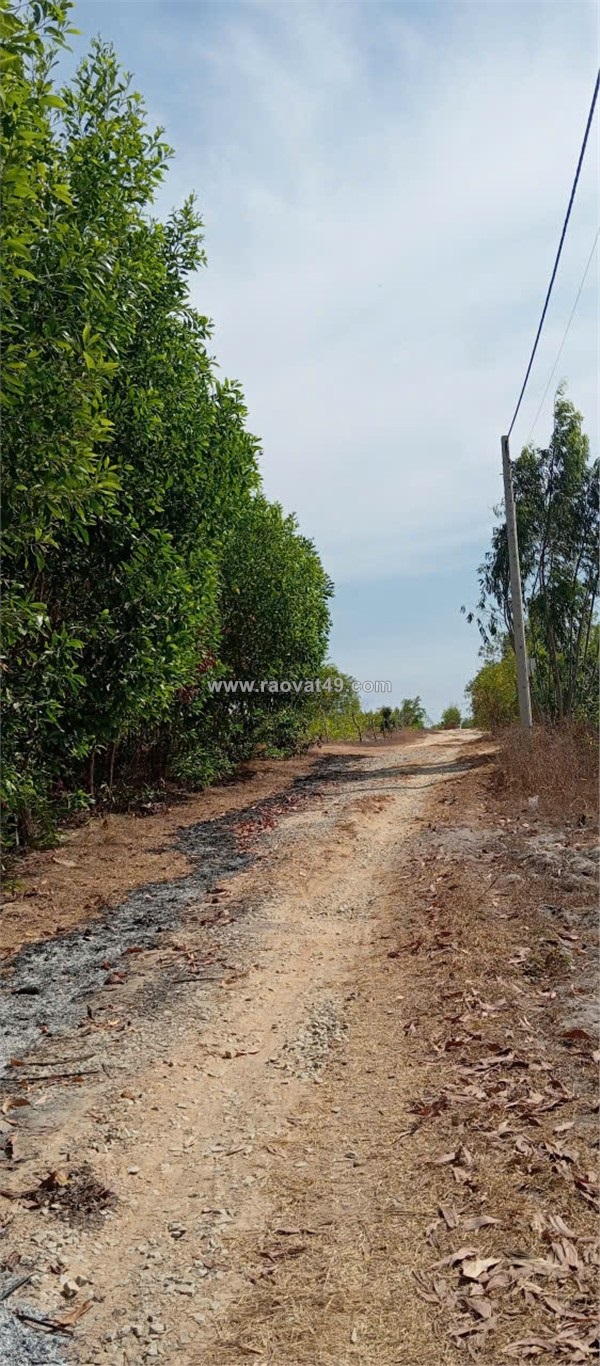 Đất đẹp -  giá tốt  - cần bán gấp lô đất trồng cây lâu năm  tại xã tân phước,