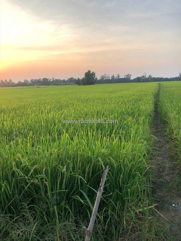 Hot hot - cần bán lô đất tại xã tân nhựt,  bình chánh, hcm (xã tân nhựt, tp.hcm