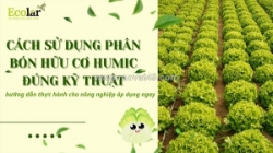 Hướng dẫn kỹ thuật bón phân humic: chuẩn hóa quy trình canh tác cho người mới