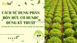 Hướng dẫn kỹ thuật bón phân humic: chuẩn hóa quy trình canh tác cho người mới
