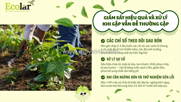 Hướng dẫn kỹ thuật bón phân humic: chuẩn hóa quy trình canh tác cho người mới