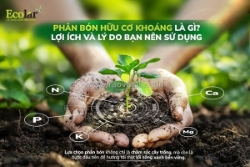 Phân bón hữu cơ khoáng: cẩm nang dinh dưỡng toàn diện cho người mới làm vườn