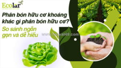 Phân hữu cơ khoáng và phân hữu cơ: sự khác biệt về tính ổn định và hiệu quả thực tế