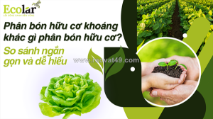 Phân hữu cơ khoáng và phân hữu cơ: sự khác biệt về tính ổn định và hiệu quả thực tế
