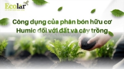 Phân tích toàn diện công dụng phân bón humic đối với đất và sức khỏe cây trồng
