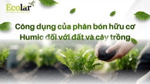 Phân tích toàn diện công dụng phân bón humic đối với đất và sức khỏe cây trồng