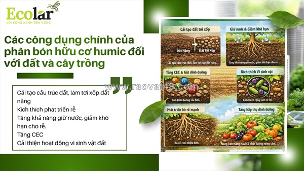 Phân tích toàn diện công dụng phân bón humic đối với đất và sức khỏe cây trồng