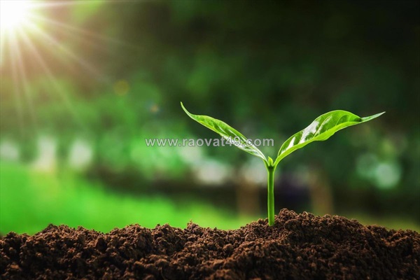 Tối ưu năng suất nhờ sự giao thoa giữa phân hữu cơ sinh học và môi trường đất
