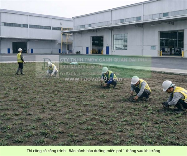 Trồng cỏ lá gừng giá rẻ đồng nai tp.hcm