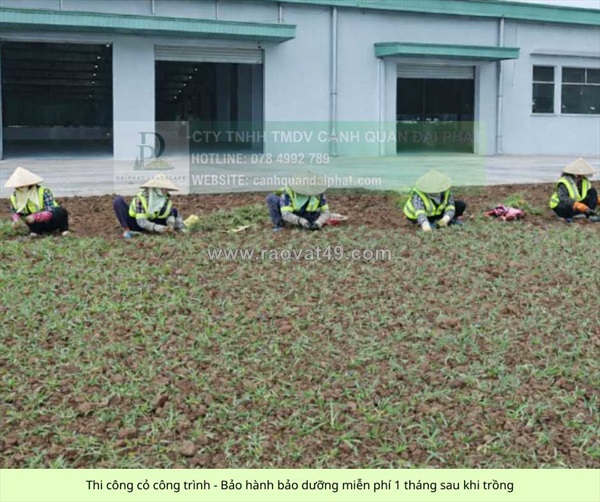 Trồng cỏ lá gừng giá rẻ đồng nai tp.hcm
