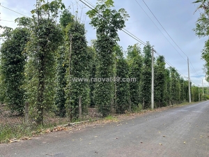 Bán siêu phẩm đất vườn đẹp - phù hợp cho mọi gia đình