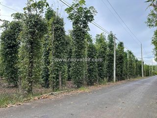 Bán siêu phẩm đất vườn đẹp - phù hợp cho mọi gia đình