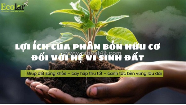 Bí mật phục hồi sức sống cho đất: lợi ích của phân bón hữu cơ đối với hệ vi sinh vật