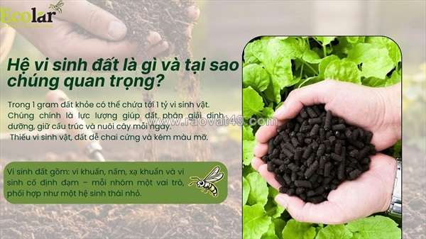 Bí mật phục hồi sức sống cho đất: lợi ích của phân bón hữu cơ đối với hệ vi sinh vật