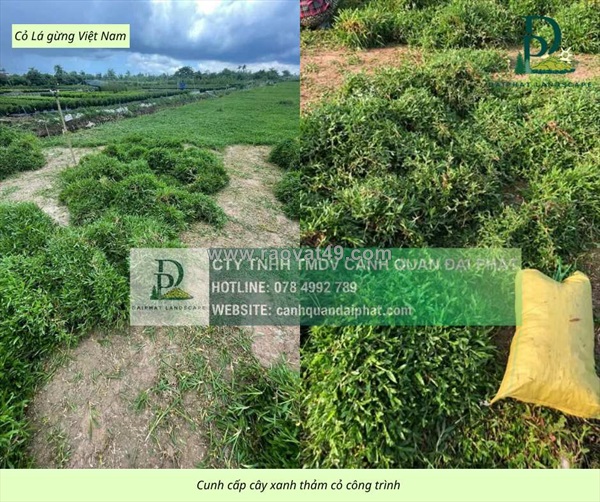Cung cấp các loại cỏ cảnh quan giá tốt giao tận công trình đồng nai