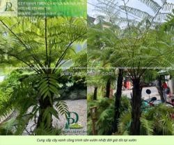 Cung cấp cây xanh sân vườn nhiệt đới cho quán cafe