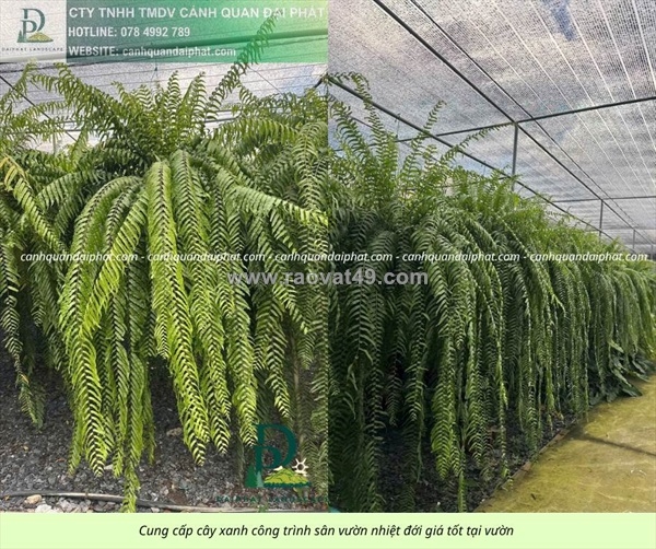 ~/Img/2026/3/cung-cap-cay-xanh-san-vuon-nhiet-doi-cho-quan-cafe-02.jpg