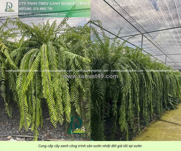 Cung cấp cây xanh sân vườn nhiệt đới cho quán cafe