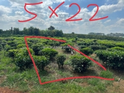 Đất đẹp – giá tốt  – chính chủ cần bán gấp tại thị trấn lộc thắng, bảo lâm, lâm