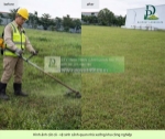 Dịch vụ cắt cỏ cắt tỉa chăm sóc cảnh quan kcn an phước, long thành, đồng nai