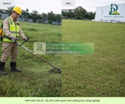 Dịch vụ cắt cỏ cắt tỉa chăm sóc cảnh quan kcn an phước, long thành, đồng nai