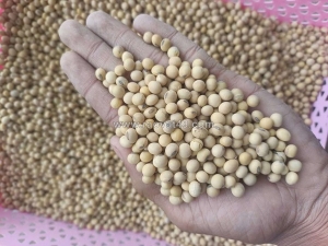 Giá hạt đậu nành hôm nay anlocfood.com