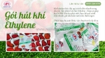 Giải pháp gói hút ethylen giúp bảo quản dâu tươi lâu chín