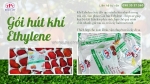 Giải pháp gói hút khí ethylen giúp bảo quản dâu tươi lâu hơn