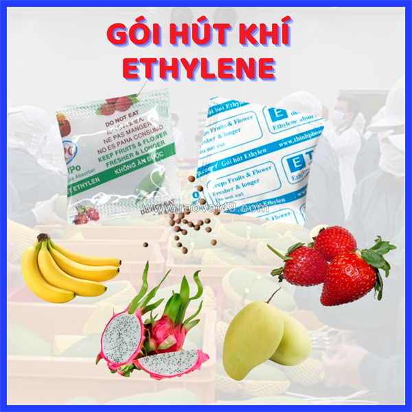 Gói hút ethylen – giải pháp bảo quản trái cây lâu chín, giảm hao hụt