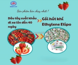 Gói hút khí ethylene etipo có giúp hãm độ chín của trái cây?