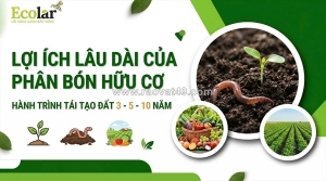 Lợi ích lâu dài của phân bón hữu cơ trong nông nghiệp bền vững