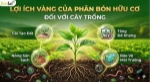 Phân bón hữu cơ: chìa khóa nuôi dưỡng thực vật phát triển khỏe mạnh và bền vững