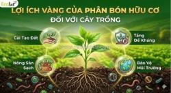 Phân bón hữu cơ: chìa khóa nuôi dưỡng thực vật phát triển khỏe mạnh và bền vững