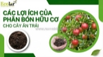 Phân bón hữu cơ cho cây ăn trái: 8 lợi ích thực tiễn giúp tăng năng suất và nâng cao chất lượng quả