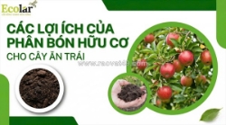 Phân bón hữu cơ cho cây ăn trái: 8 lợi ích thực tiễn giúp tăng năng suất và nâng cao chất lượng quả