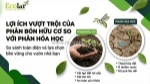 Phân bón hữu cơ và lựa chọn chiến lược trong nông nghiệp hiện đại: 7 lợi thế thực tiễn và lộ trình chuyển đổi 90 ngày