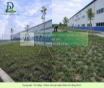 Thi công cây xanh công trình chăm sóc thảm cỏ khu công nghiệp tại đồng nai