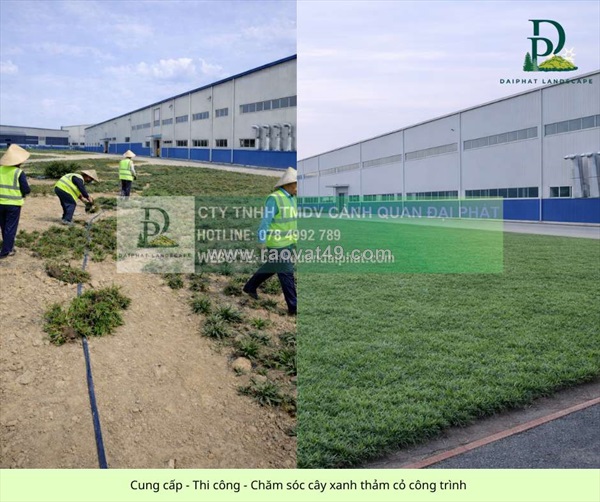 Thi công cây xanh công trình chăm sóc thảm cỏ khu công nghiệp tại đồng nai