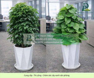 Thiết kế thi công chăm sóc cây xanh văn phòng tại đồng nai