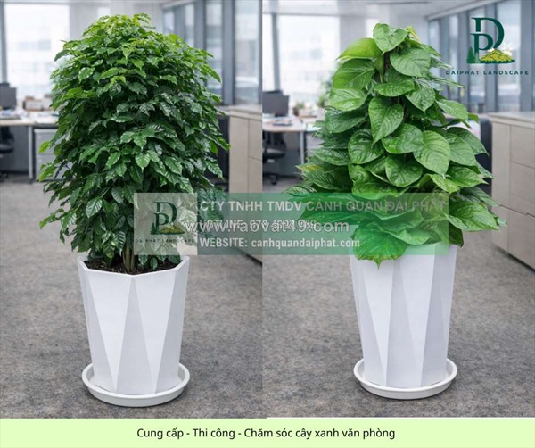 Thiết kế thi công chăm sóc cây xanh văn phòng tại đồng nai