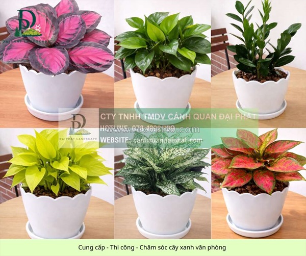 Thiết kế thi công chăm sóc cây xanh văn phòng tại đồng nai