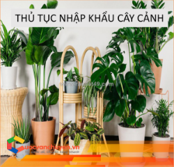 Thủ tục nhập khẩu cây cảnh (không có bầu đất)